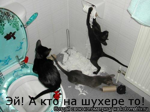Котоматрица: Эй! А кто на шухере то!