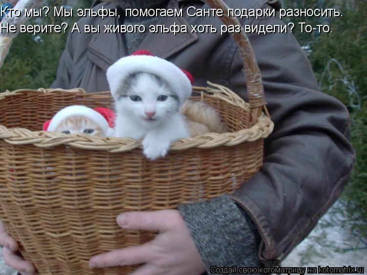 Котоматрица: Кто мы? Мы эльфы, помогаем Санте подарки разносить.  Не верите? А вы живого эльфа хоть раз видели? То-то.