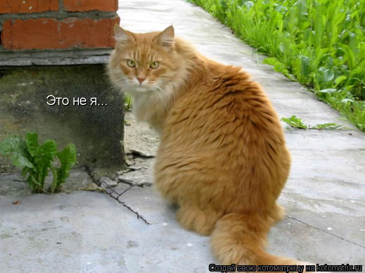 Котоматрица: Это не я...