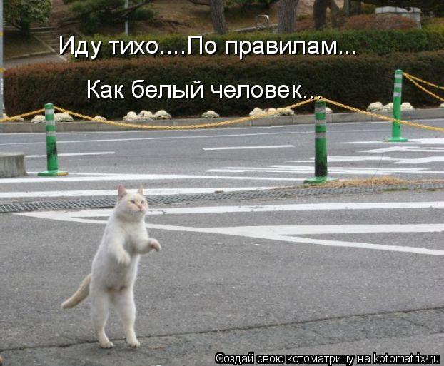 Котоматрица: Иду тихо....По правилам... Как белый человек...