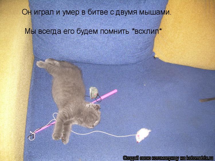Котоматрица: Он играл и умер в битве с двумя мышами. Мы всегда его будем помнить *всхлип*
