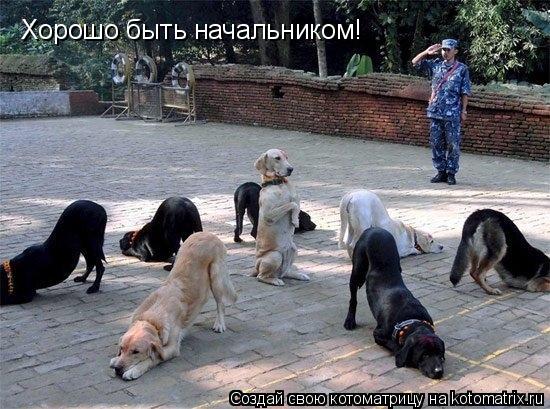 Котоматрица: Хорошо быть начальником!