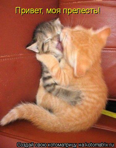 Котоматрица: Привет, моя прелесть!