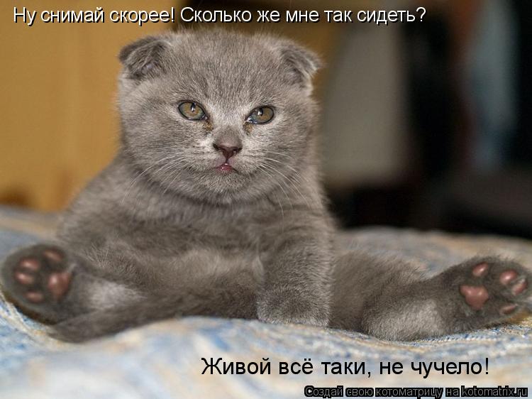 Ну снимай скорее! Сколько же мне так сидеть? Живой всё таки, не чучело!... Котоматрица: Ну снимай скорее! Сколько же мне так сидеть? Живой всё таки, не чучело!