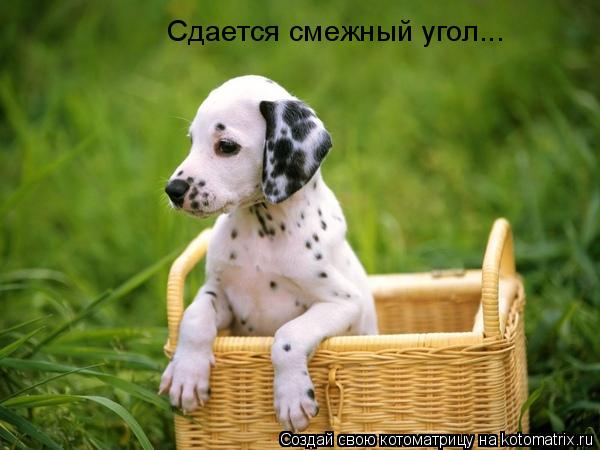 Котоматрица: Сдается смежный угол...