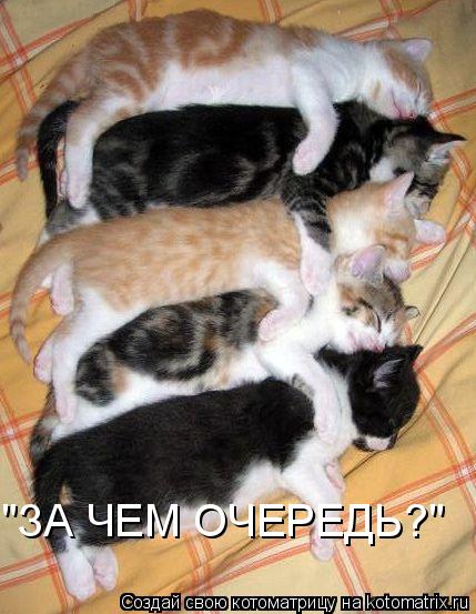 Котоматрица: "ЗА ЧЕМ ОЧЕРЕДЬ?"