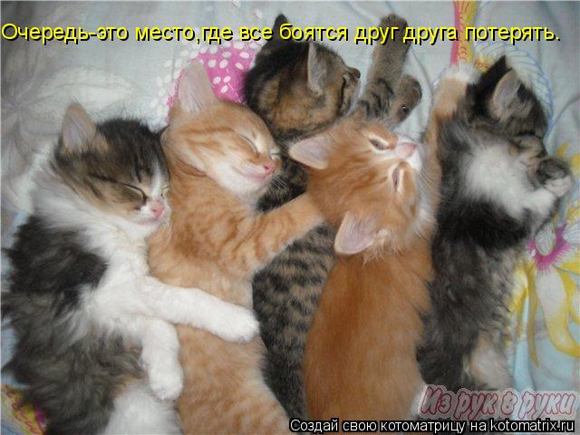 Очередь-это место,где все боятся друг друга потерять.... Котоматрица: Очередь-это место,где все боятся друг друга потерять.