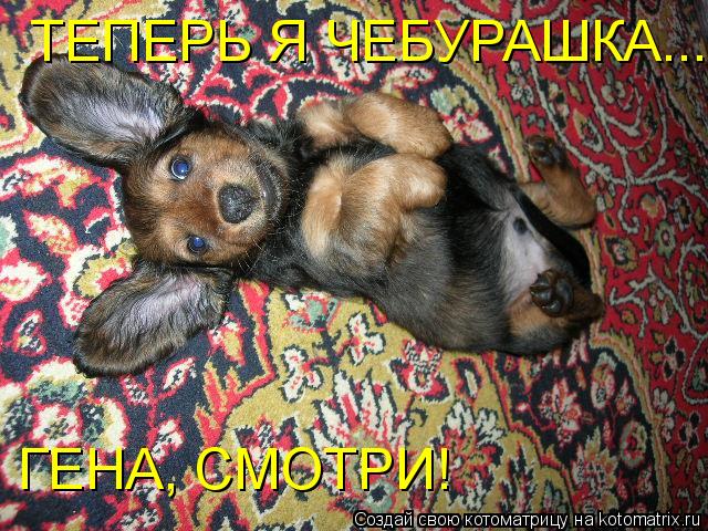 Котоматрица: ТЕПЕРЬ Я ЧЕБУРАШКА... ГЕНА, СМОТРИ!