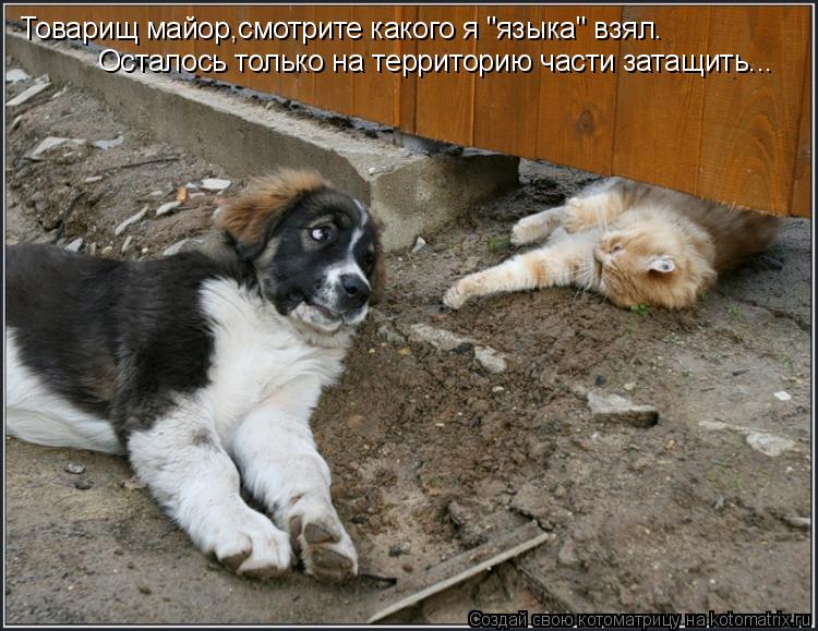 Товарищ майор,смотрите какого я "языка" взял. Осталось только на территорию части затащить...... Котоматрица: Товарищ майор,смотрите какого я "языка" взял. Осталось только на территорию части затащить...