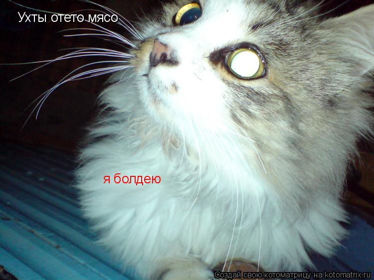 Котоматрица: Ухты отето мясо я болдею