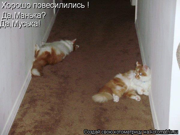 Котоматрица: Хорошо повесилились ! Да,Манька? Да,Муська!