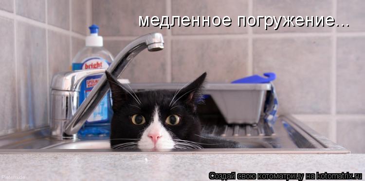 медленное погружение...... Котоматрица: медленное погружение...