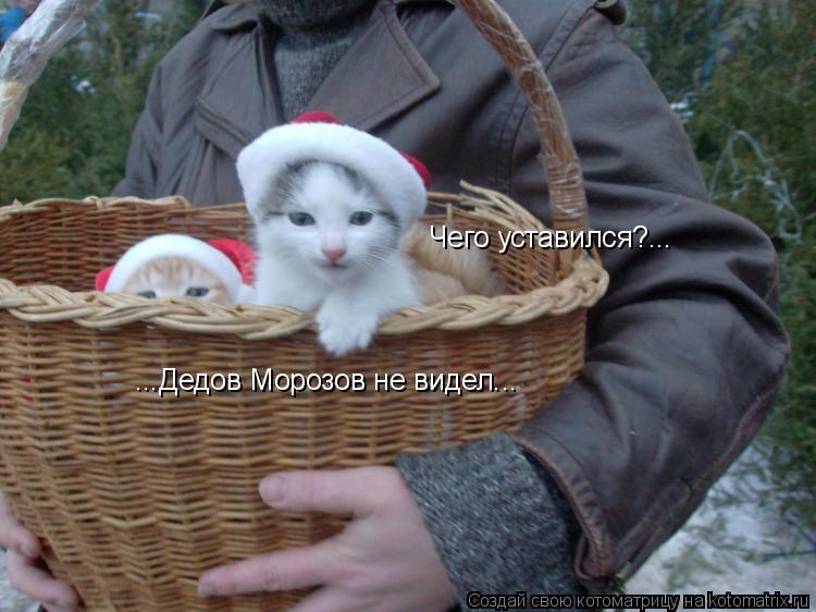 Котоматрица: Чего уставился?... ...Дедов Морозов не видел...
