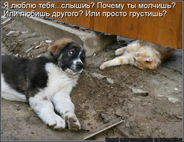 Котоматрица: Я люблю тебя...слышиь? Почему ты молчишь? Или любишь другого? Или просто грустишь?