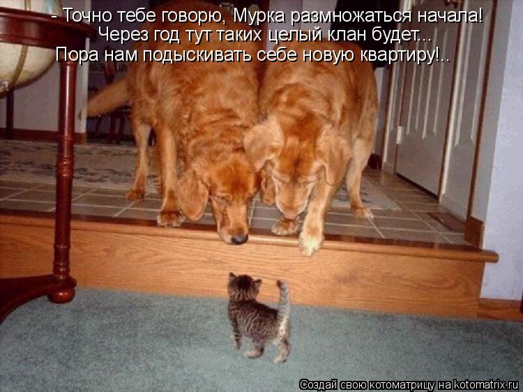 Котоматрица: - Точно тебе говорю, Мурка размножаться начала! Через год тут таких целый клан будет... Пора нам подыскивать себе новую квартиру!..