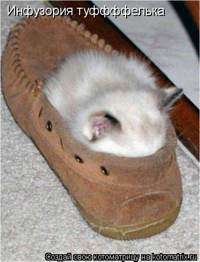 Котоматрица: Инфузория туффффелька