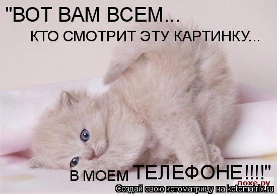 Котоматрица: "ВОТ ВАМ ВСЕМ... КТО СМОТРИТ ЭТУ КАРТИНКУ... В МОЕМ  ТЕЛЕФОНЕ!!!!"