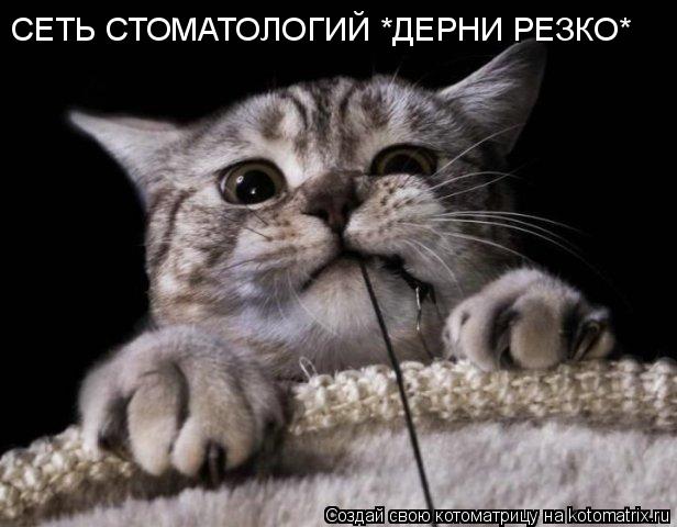 Котоматрица: СЕТЬ СТОМАТОЛОГИЙ *ДЕРНИ РЕЗКО*