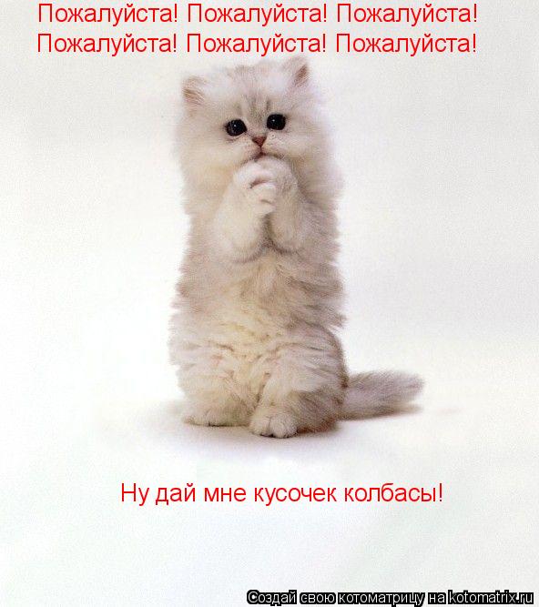 Пожалуйста! Пожалуйста! Пожалуйста! Пожалуйста! Пожалуйста! Пожалуйста! Ну дай мне кусочек колбасы!... Котоматрица: Пожалуйста! Пожалуйста! Пожалуйста! Пожалуйста! Пожалуйста! Пожалуйста! Ну дай мне кусочек колбасы!