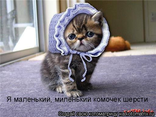 Котоматрица: Я маленький, миленький комочек шерсти