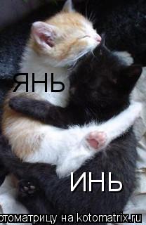 Котоматрица: ИНЬ ЯНЬ
