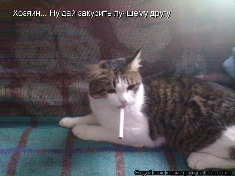 Котоматрица: Хозяин... Ну дай закурить лучшему другу
