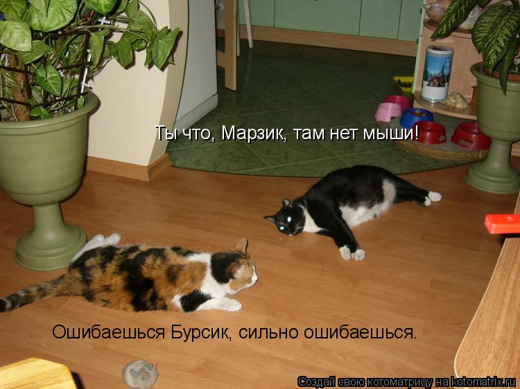 Котоматрица: Ты что, Марзик, там нет мыши! Ошибаешься Бурсик, сильно ошибаешься.