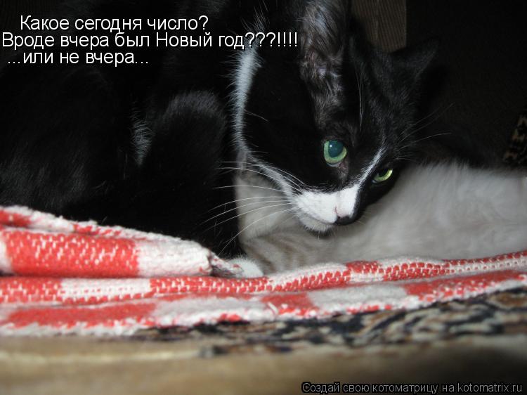 Котоматрица: Какое сегодня число? Вроде вчера был Новый год???!!!! ...или не вчера...
