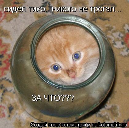 Котоматрица: сидел тихо...никого не трогал... ЗА ЧТО???