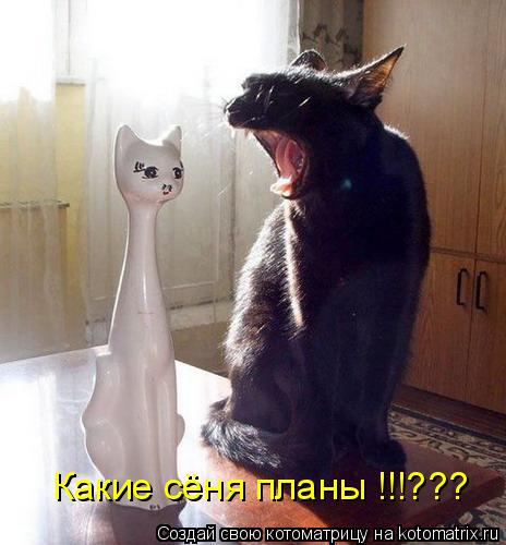 Какие сёня планы !!!???... Котоматрица: Какие сёня планы !!!???