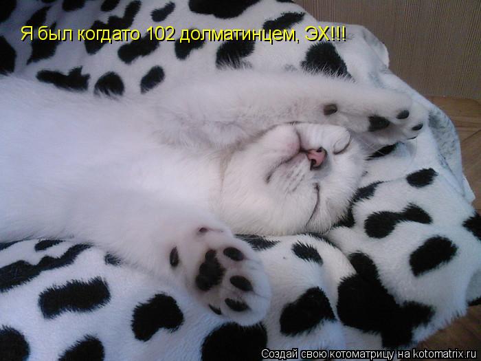 Я был когдато 102 долматинцем, ЭХ!!!... Котоматрица: Я был когдато 102 долматинцем, ЭХ!!!