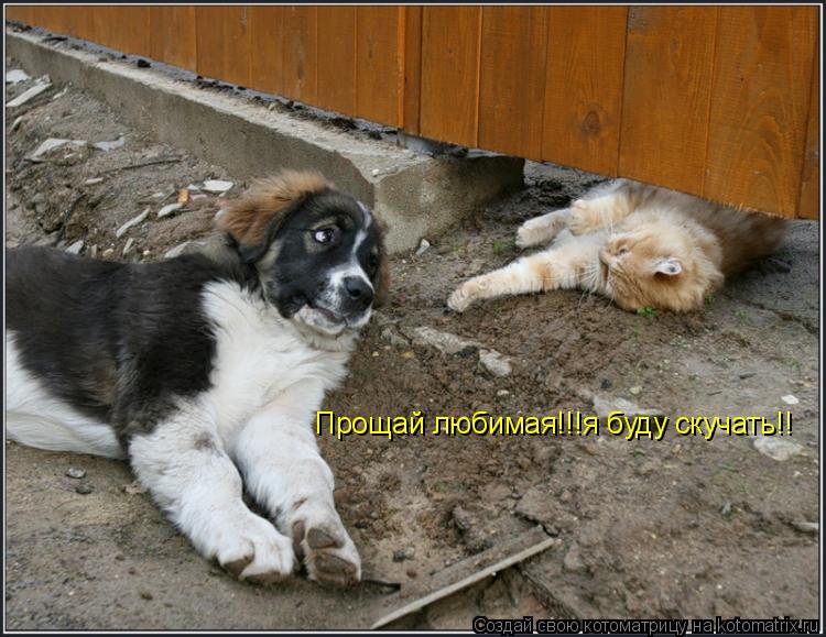 Котоматрица: Прощай любимая!!!я буду скучать!!