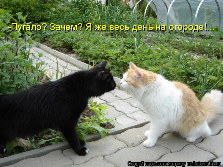 -Пугало? Зачем? Я же весь день на огороде!...... Котоматрица: -Пугало? Зачем? Я же весь день на огороде!...