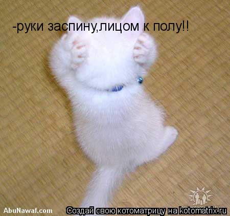 -руки заспину,лицом к полу!!... Котоматрица: -руки заспину,лицом к полу!!