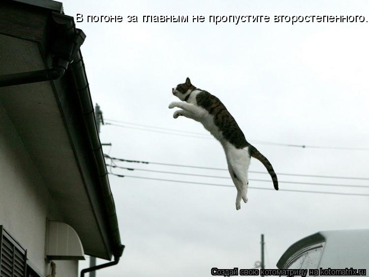 Котоматрица: В погоне за главным не пропустите второстепенного.
