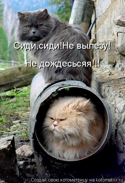 Котоматрица: Сиди,сиди!Не вылезу! Не дождесьсяя!!!