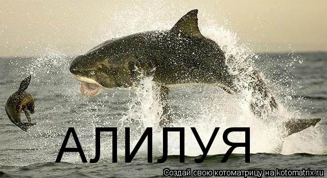 Котоматрица: АЛИЛУЯ