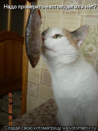 Котоматрица: Надо проверить настоящая или нет?