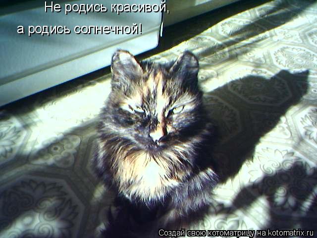 Котоматрица: Не родись красивой, а родись солнечной!