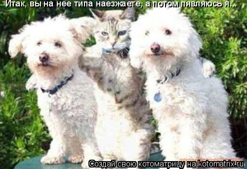Котоматрица: Итак, вы на нее типа наезжаете, а потом пявляюсь я...