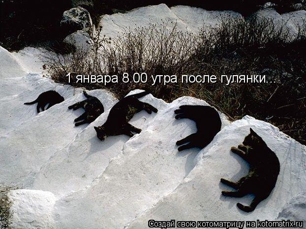 Котоматрица: 1 январа 8.00 утра после гулянки...