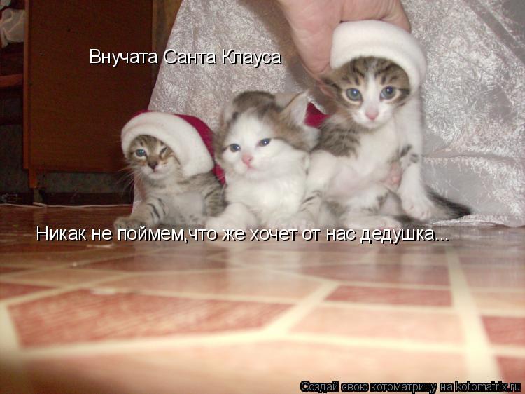 Котоматрица: Внучата Санта Клауса Никак не поймем,что же хочет от нас дедушка...