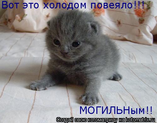 Котоматрица: Вот это холодом повеяло!!! МОГИЛЬНым!!