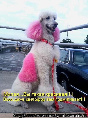 Котоматрица: Милая..,Вы такая красивая!!!! Вооо,даже светофор вам подмигивает!!!