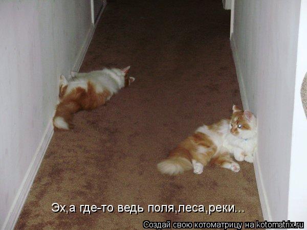 Котоматрица: Эх,а где-то ведь поля,леса,реки...
