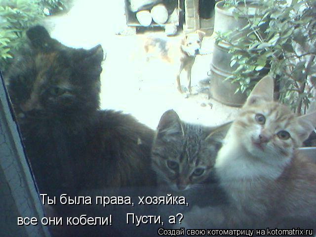Котоматрица: Ты была права, хозяйка, все они кобели! Пусти, а?