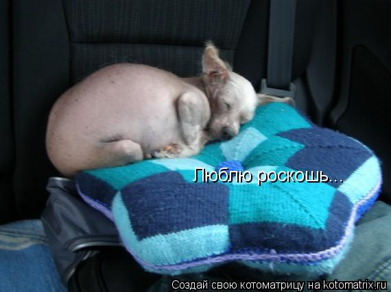 Котоматрица: Люблю роскошь...