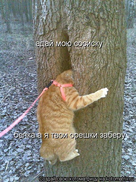 адай мою сосиску белка а я твои орешки заберу... Котоматрица: адай мою сосиску белка а я твои орешки заберу