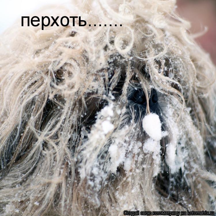 Котоматрица: перхоть.......