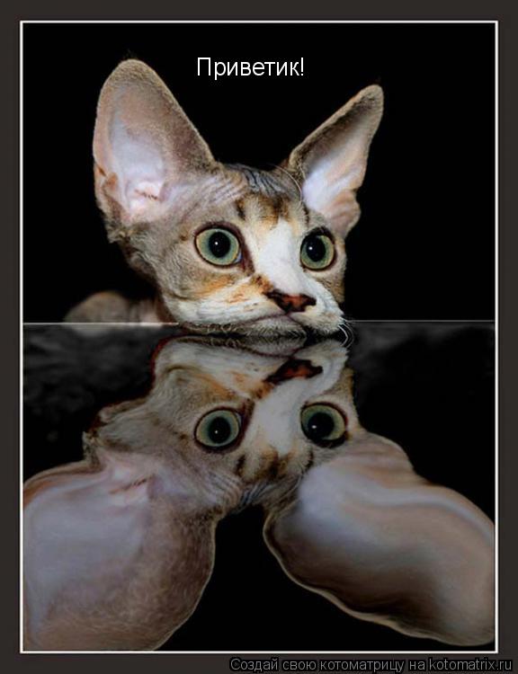 Котоматрица: Приветик!